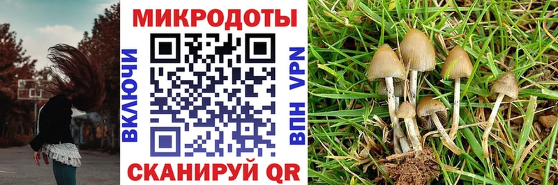 Галлюциногенные грибы Psilocybine cubensis  Купить  Сусуман 