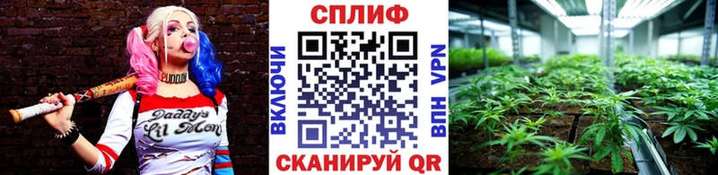 Канабис сатива  Купить закладки  Сусуман 
